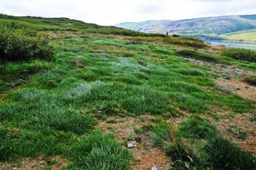 Hér var gróðurlaus melur áður en landbætur hófust.