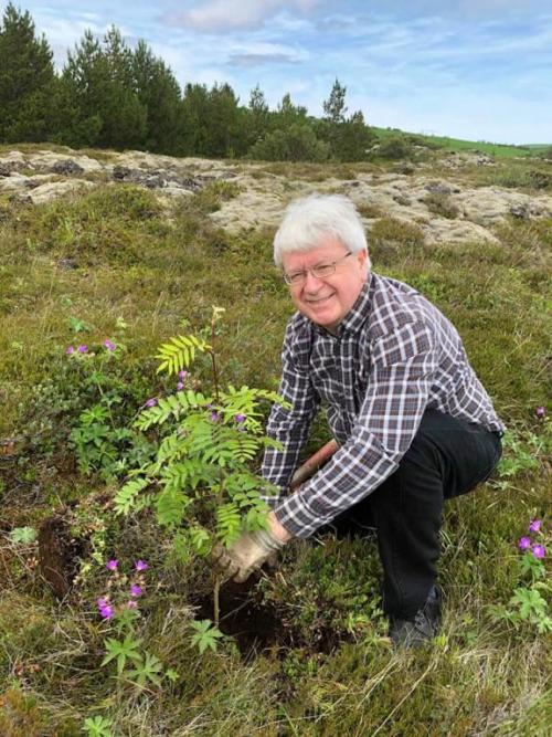 Ólafur Bjarnason gróðursetur unga plöntu í reitnum.