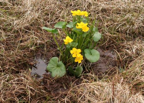 Myndin sem prýðir þessa frétt er af hófsóley, sem dregur nafn sitt af grænu hóflaga blöðunum. Myndin er fengin að láni hjá Böðvari Jónssyni. Hún var tekin á landareign bahá'ia að Skógum í Þorskafirði. Hófsóley blómstrar alltaf snemma á vorin. Hún blómgast í maí áður en annar gróður er almennilega farinn að taka við sér eins og sést á myndinni. Hún vex í votlendi í raun í mjög blautu t.d. í skurðbotnum þar sem finna má mikla bleytu og aur. Hún er tiltölulega hávaxin og algeng um allt land nema á hálendinu. H