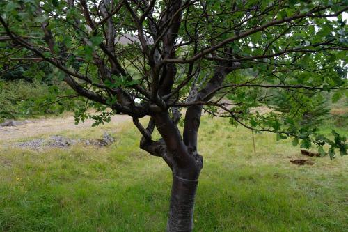 Gráreynir að Skógum í Þorskafirði var valinn tré ársins 2020